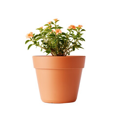 Fototapeta premium Flower on Pot Isolated on Transparent Background, PNG, Cut Out.