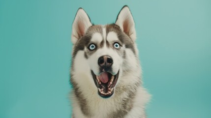 Fototapeta premium Close up of a dog on a blue background, perfect for pet-related designs
