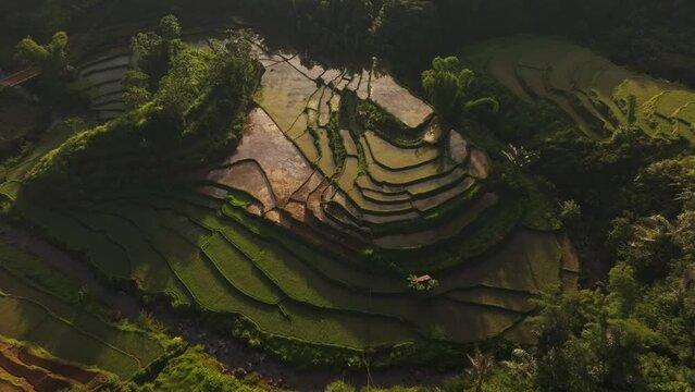 Aerial view of rice fields at sunrise with terrace and paddy in Ruteng, Flores, Indonesia.