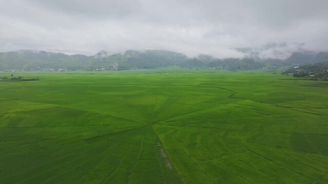 Aerial view of lush rice fields and village with spider web pattern, Ruteng, Flores, Indonesia.