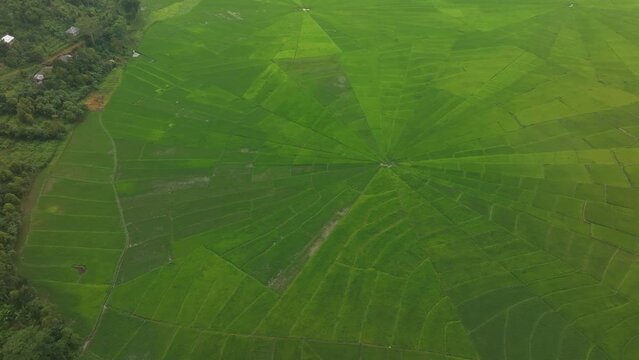 Aerial view of lush rice fields with spider web patterns in Ruteng, Flores, Indonesia.