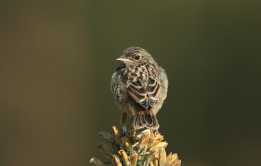 A cute baby Stonechat, Saxicola rubicola, perched on top of a Gorse bush in springtime.