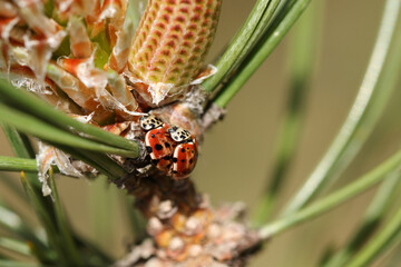 A mating pair of Cream-streaked Ladybird, Harmonia quadripunctata, on a branch of a Pine Tree in a forest in springtime.