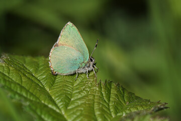 A stunning Green Hairstreak Butterfly (Callophrys rubi) perching on a bramble leaf in springtime.