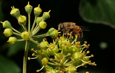 Macro of a bumblebee perched on a green plant