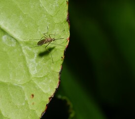 Macro of an insect perched on a vibrant green leaf