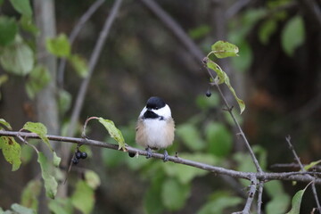 An image of a small Black-capped Chickadee perched on a branch at Lynde Shores Conservation Area.