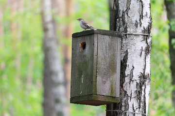 A bird sits on an old birdhouse in a tree