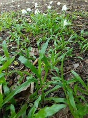 Grass on the wet soil.