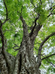 Big tree seen from below.