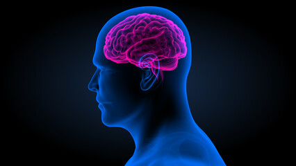Human brain with body (side view) 3d illustration