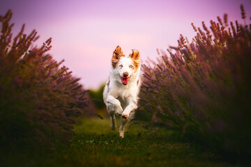 portrait of a dog running in lavender field at the sunset, summertime, flowers, warm colors