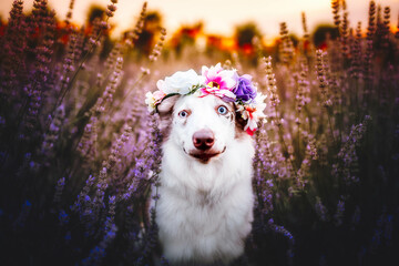 portrait of a dog in lavender field at the sunset, summertime, flowers, warm colors