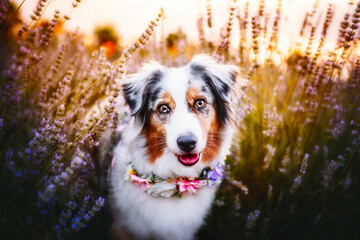 portrait of a dog in lavender field at the sunset, summertime, flowers, warm colors