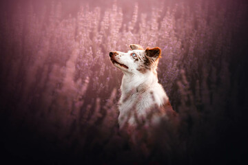 portrait of a dog in lavender field at the sunset, summertime, flowers, warm colors