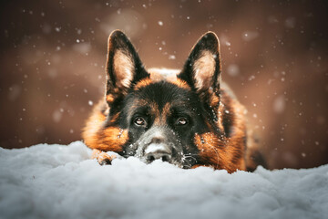 german shepherd dog close up on the snow, wintertime, snowtime