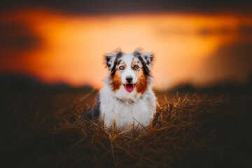 Portrait of dog with sunset in the background, warm colors, summertime