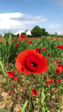 Fiori di papaveri spontanei in un campo agricolo