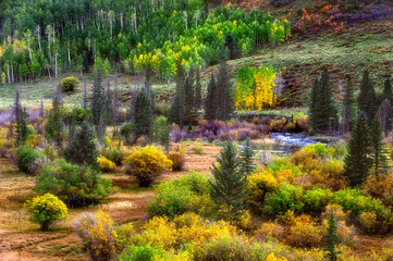 Fototapeta premium Beautiful meadow with lush shrubs and trees. San Juan Mountains, Colorado