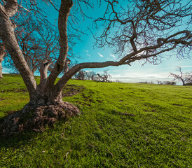 Obraz premium Tree standing amidst a vast expanse of lush green meadow