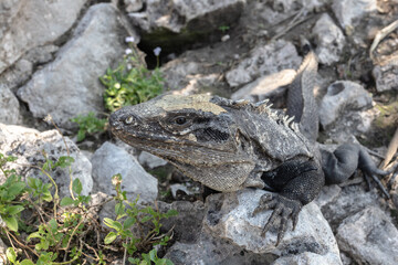Closeup shot of an iguana in Mexico Temple