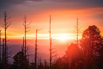 Fototapeta premium Sunset with tree silhouettes in Nevado de Colima National Park