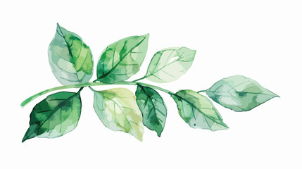 Watercolor green leaf. Hand painting floral illustration