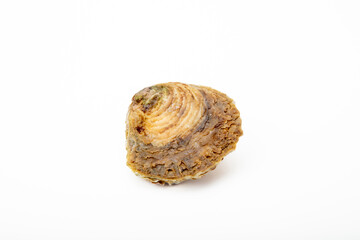 Oyster shell isolated on a pure white backdrop, showcasing its detail and structure