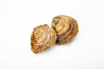 Oyster shell isolated on a pure white backdrop, showcasing its detail and structure