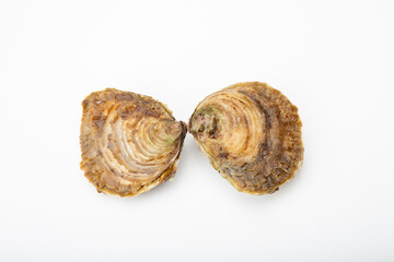 Oyster shell isolated on a pure white backdrop, showcasing its detail and structure