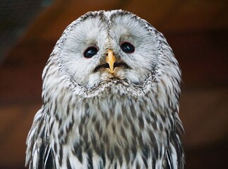 an owl with its eyes close and face to the side