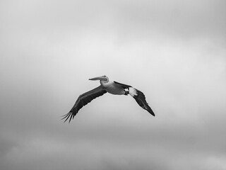 a bird flying through a gray sky over some water below
