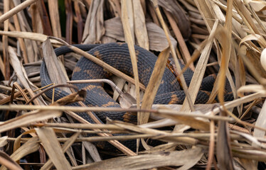 Broad-Banded Water Snake - found in Houston Texas