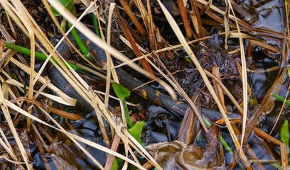 Broad-Banded Water Snake - found in Houston Texas