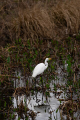 Greater Egret looking for a meal eating tadpoles. Houston Texas native birds