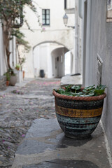Beautiful potted plant adorns grand architecture in Cadaques town in Catalonia