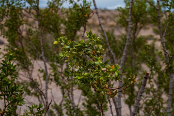 small bush growing on the desert, with many small leaves