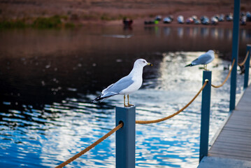 a seagull sitting on a rope at the edge of a pier