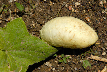 Cucumis sativus 'Blanc long Parisien' , Concombre