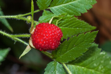 Faux fraisier, Potentilla sterilis