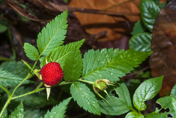 Faux fraisier, Potentilla sterilis