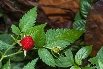 Faux fraisier, Potentilla sterilis