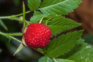 Faux fraisier, Potentilla sterilis