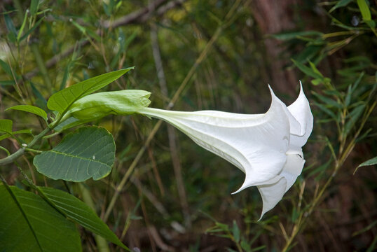 Datura, Datura stramonium