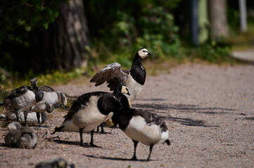 Diverse flock of Canadian geese gathered on the road.
