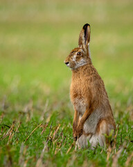 Fluffy brown hare in a lush green field
