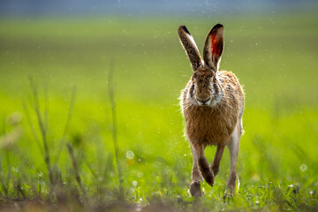 Fluffy brown hare in a lush green field