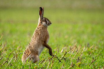 Fluffy brown hare in a lush green field
