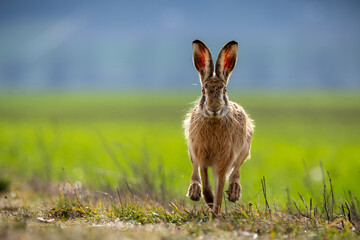 Fluffy brown hare in a lush green field