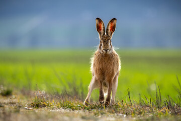 Fluffy brown hare in a lush green field